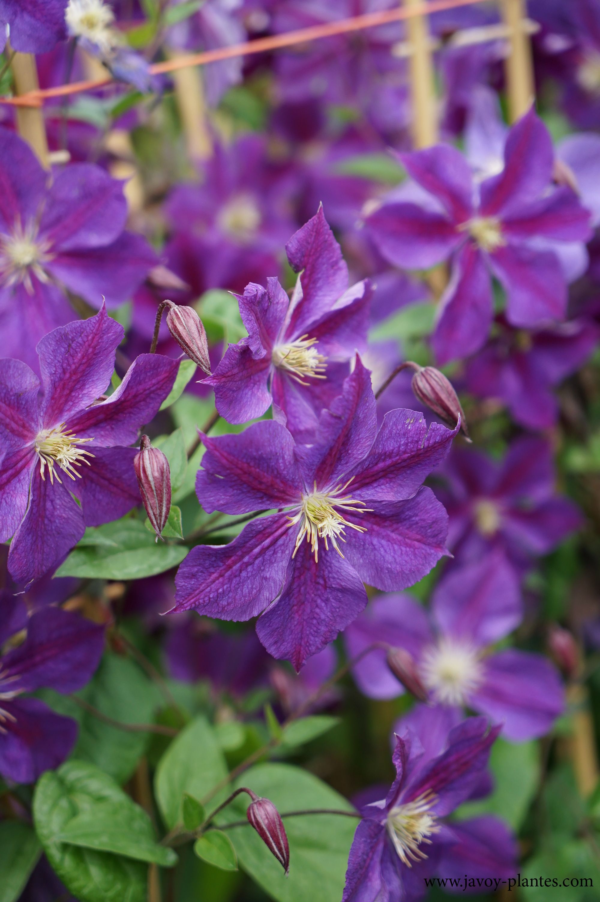 Clematis 'Star of India'